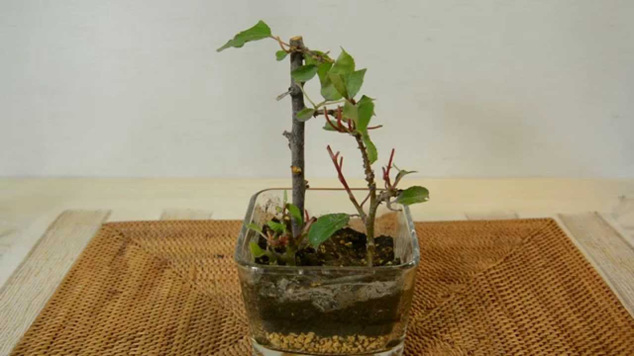 盆栽 Bonsai 梅の木を挿し木からスタートして盆栽を楽しむ計画 第二段 Youtube