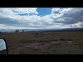 Mating Zebras Have Fun Next To White Rhinos At Lake Nakuru National Park Kenya рџ рџ Єрџ рџ Єрџ рџ Є Enjoy Mating Zebras Have Fun Next To White Rhinos At Lake Nakuru National Park Kenya рџ рџ Єрџ рџ Єрџ рџ Є Enjoy