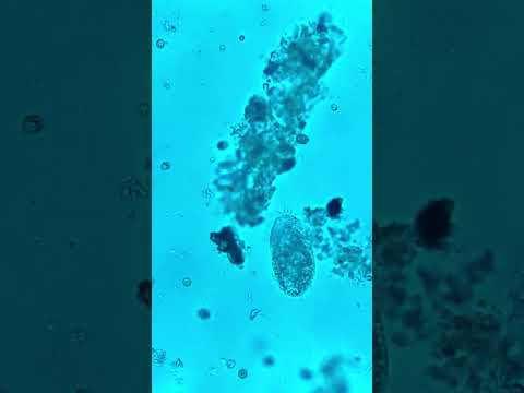 Video: ¿Están vivas las células bacterianas?