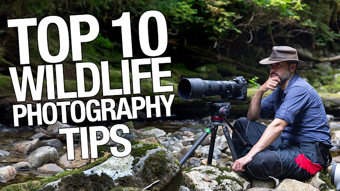 10 Best Wildlife Photography Tips  