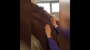 Лечение артроза у лошадей