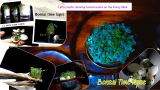 Full: 100 days of time lapse on the bonsai collection | NT Garden time lapse.