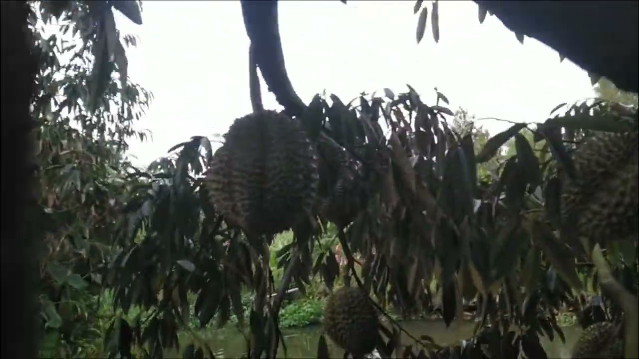 Thảo Ma TV | Đi thăm vườn sầu riêng 