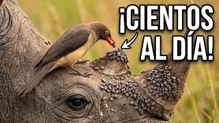 These birds eat thousands of ticks a day These birds eat thousands of ticks a day
