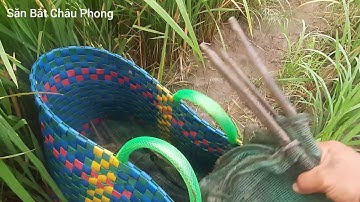 Đặt lợp ếch trên ruộng lúa ếch thấy mê#sănBắtChâuphong