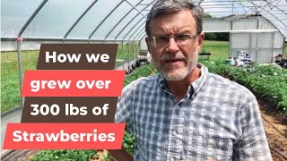 How We Grew Over 300lbs of Strawberries in Our Hoop House