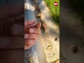Откуда в арыках кишат личинки и при чем тут деревья