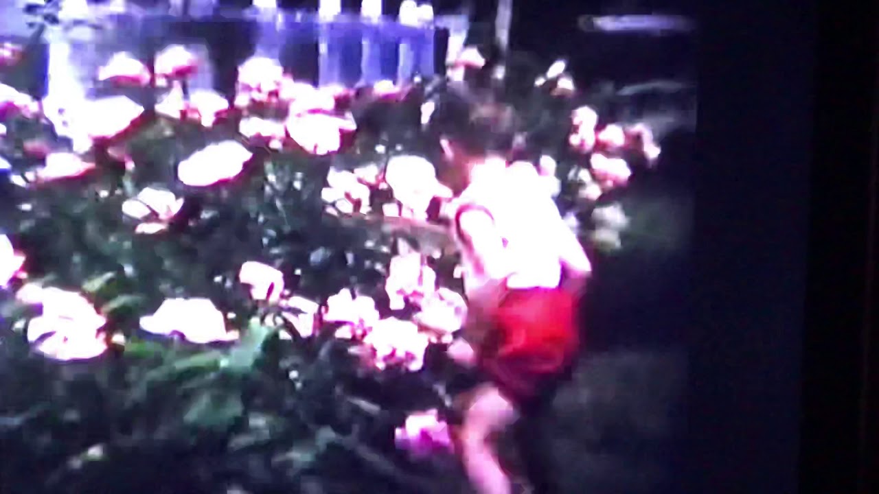 Fifer Home Movies - Spring and Summer About 1966