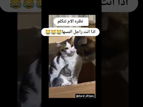 الكلب خايف من القطة Shorts