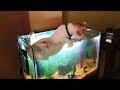 【面白い動画】 かわいい猫 - かわいい犬 - 最も面白いペットの動画 #90