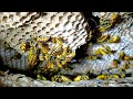 Yellow Jackets Nest INSIDE WALL of house | INFESTATION | Wasp Nest Removal