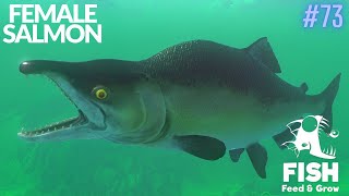 Feed And Grow Fish : Female Salmon