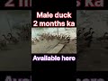 male duck available any time #business #viral #farming #duck #male duck #shorts #taufiq #power
