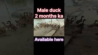 male duck available any time #business #viral #farming #duck #male duck #shorts #taufiq #power