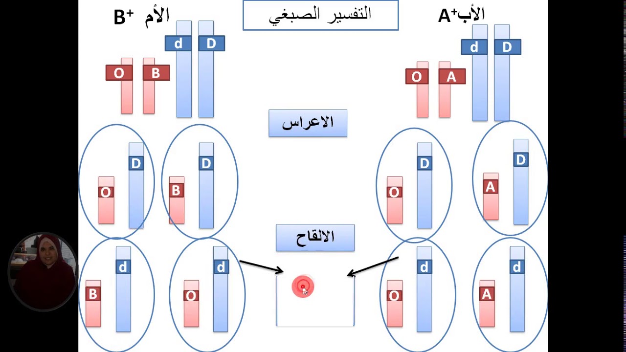 العرض 4 في مراجعة المجال الاول
