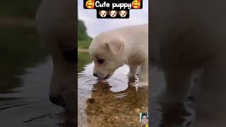 I found a dog outside my gym 😳cute puppy #shortsfeed #funny #cute