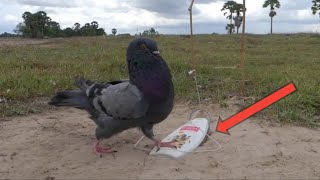 Simple Bard Trap / Bard Trap videos