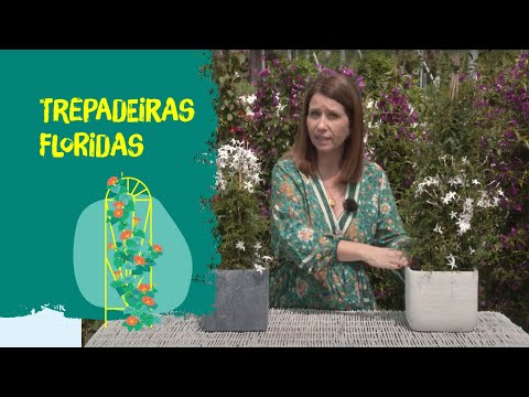 Vídeo: Vinhas de Jasmim para Jardins da Zona 7 - Dicas sobre o cultivo de jasmim na Zona 7