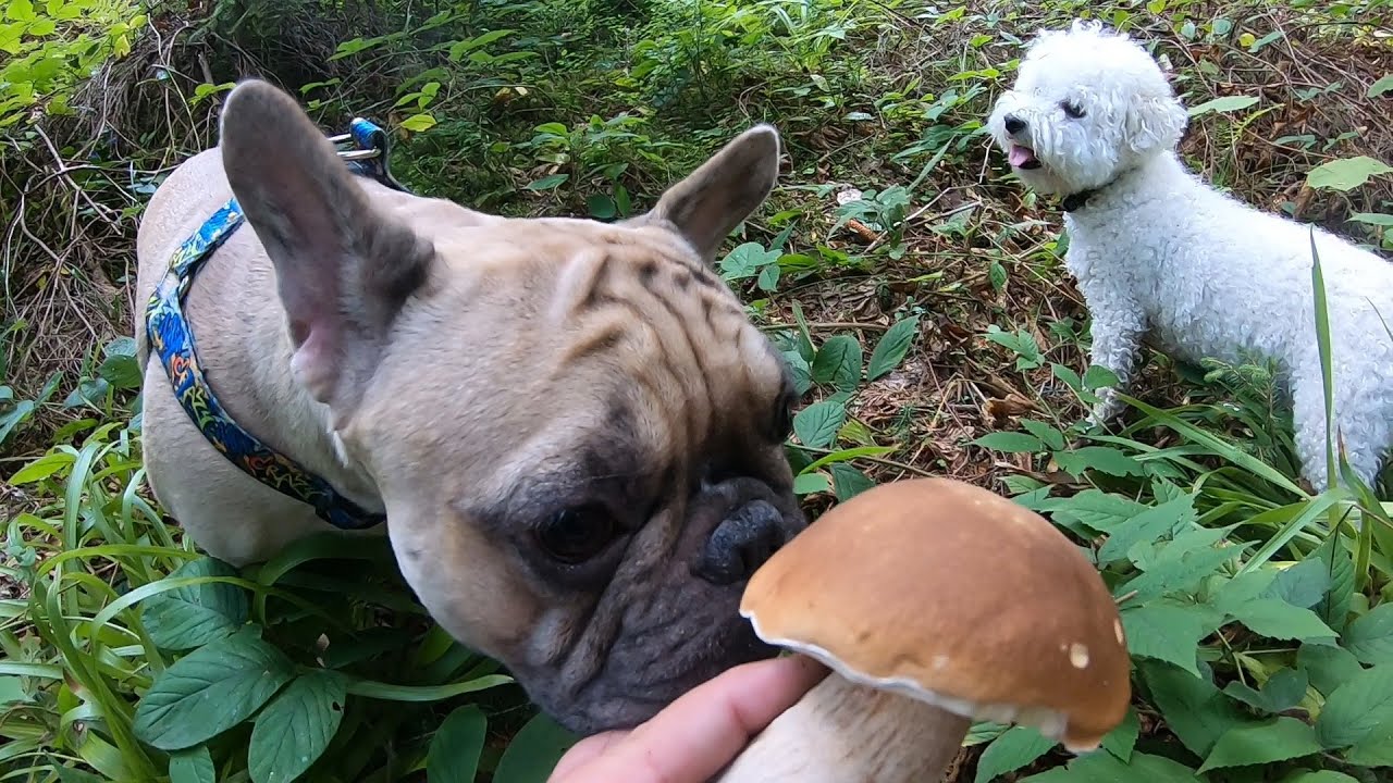 Пошли за БЕЛЫМИ ГРИБАМИ На нас НАПАЛИ В ЛЕСУ еле ноги унесли! - YouTube