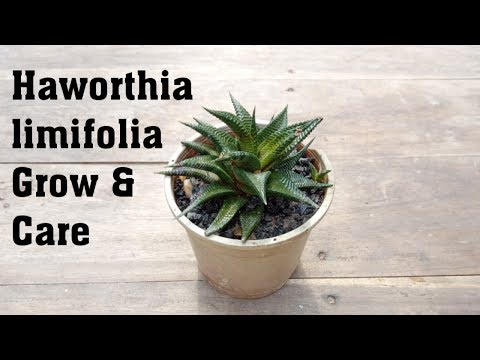 Video: A lule haworthia cooperi?