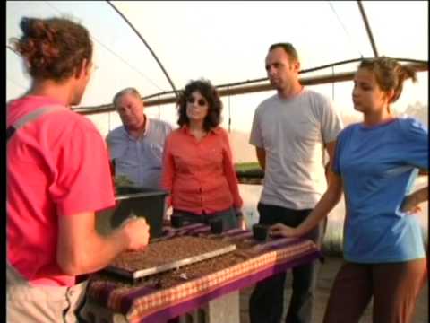 וִידֵאוֹ: כיצד לגדל דיכונדרה מזרעים