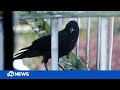 Why crows are leaving gifts for a woman in San Francisco