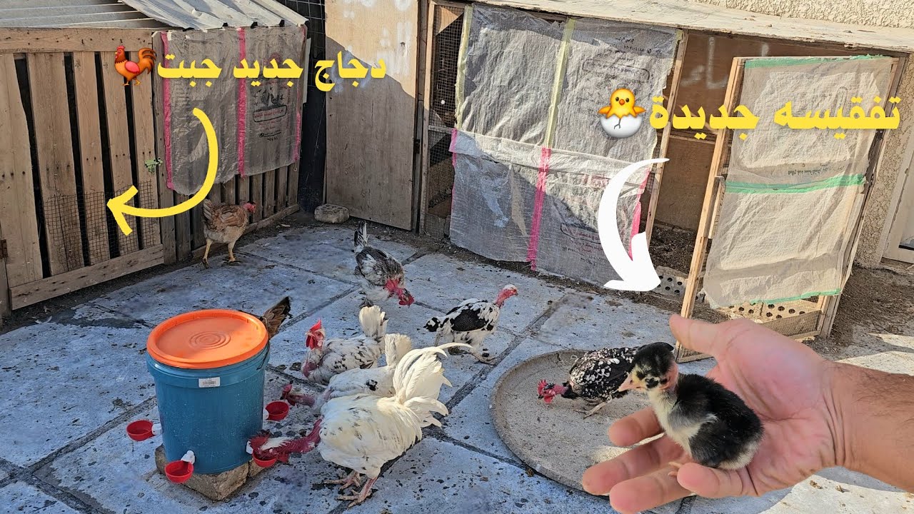 تفقيسه جديدة 🐣+دجاج جديد جبت 🐓+استقبال الصيصان✅+دخول القناة 5k🫡