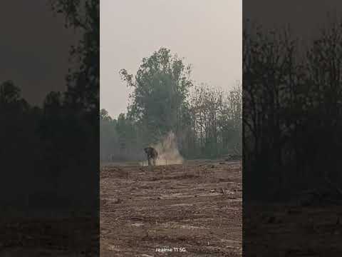 Elephant Showers In Dust Trending Viral Shorts Jimcorbett Safari Wildlife Nature Funny Travel