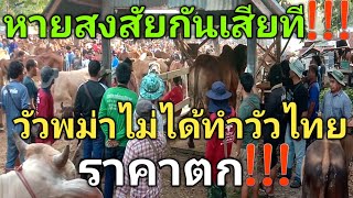 หายสงสัยกันเสียที...วัวพม่าไม่ได้ทำวัวไทย...ราคาตก!!!