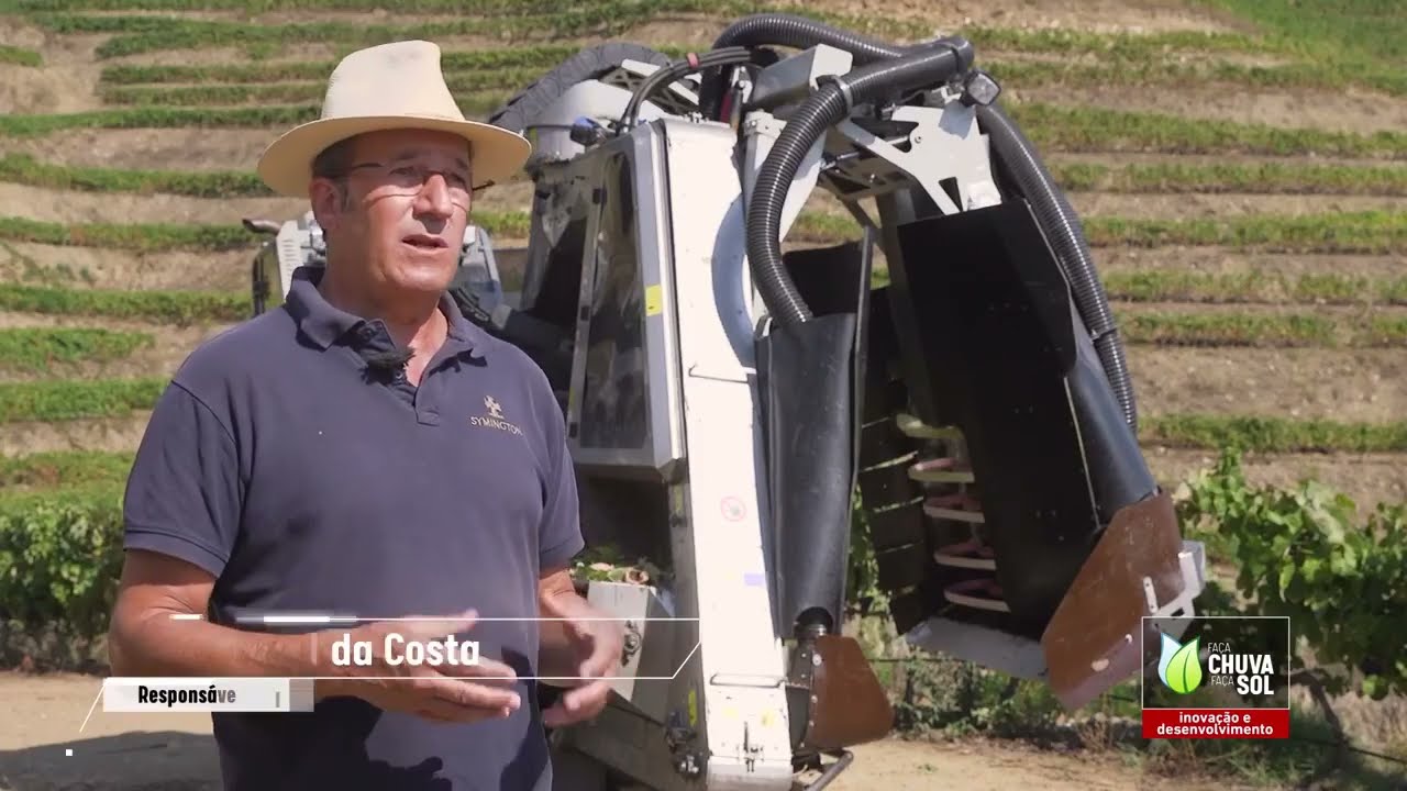 Uma máquina de vindimar nas margens do Douro