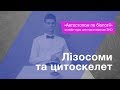 Лізосоми та цитоскелет – Підготовка до ЗНО – Біологія