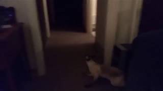 Playing Fetch by Foxden 11 views 6 years ago 17 seconds