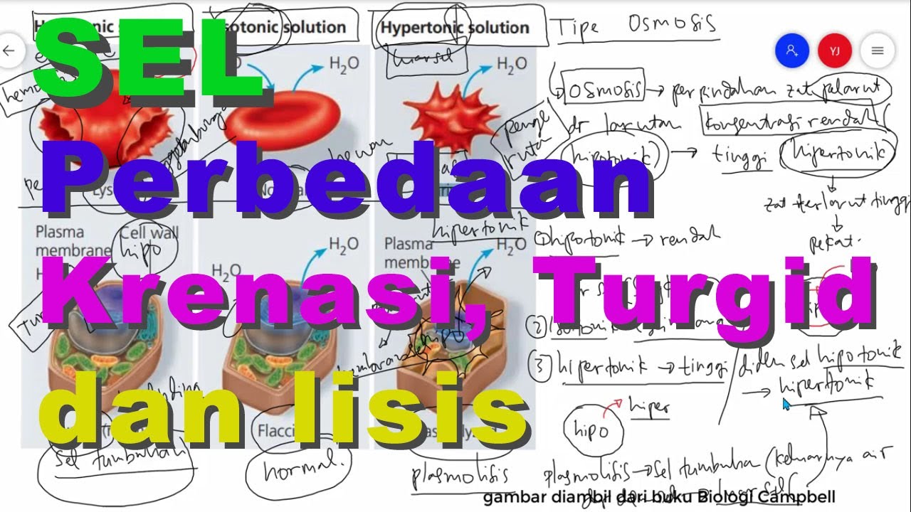 Perbedaan Krenasi  Hemolisis Turgid dan Plasmolisis pada 