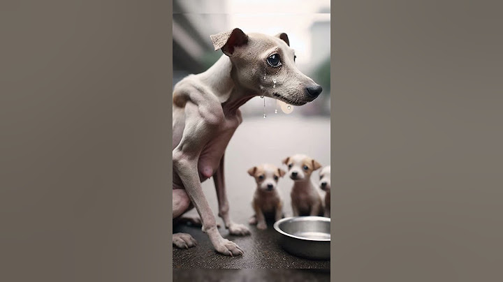 Kindness Of A Stranger Saves Starving Dog And Her Hungry Puppies