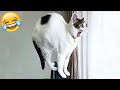 Funny cats and dogs video #20 🤣