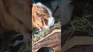 GUINEA PIG FOOT #cute #guineapig #animals #pets #youtubeshorts