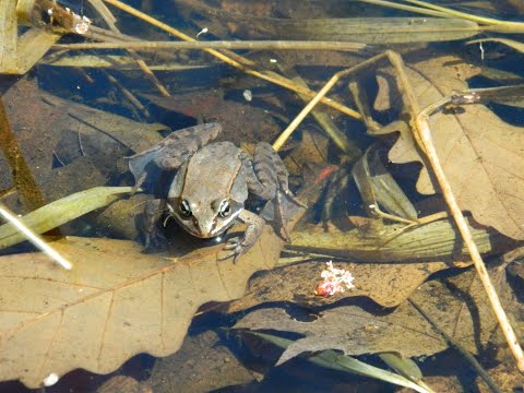 Hanging at Heckrodt: Hibernation of Cold-Blooded Critters