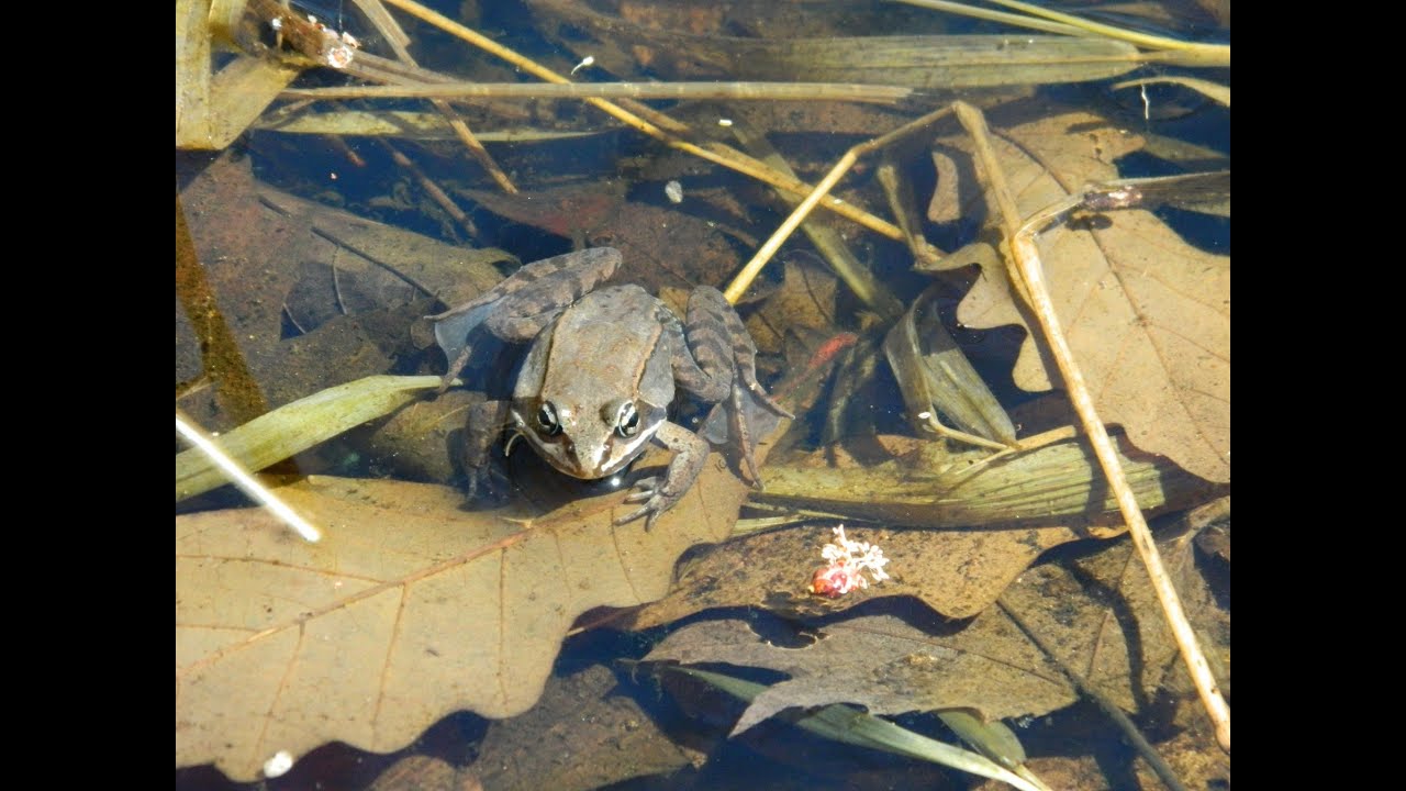 Hanging At Heckrodt: Hibernation Of Cold-Blooded Critters