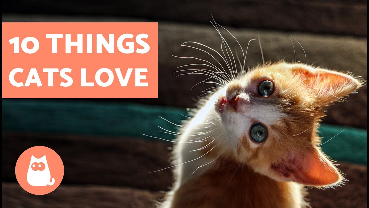 10 Things Cats Love - YouTube