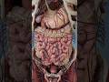 Large intestine anatomy in 3D Mp3 Song