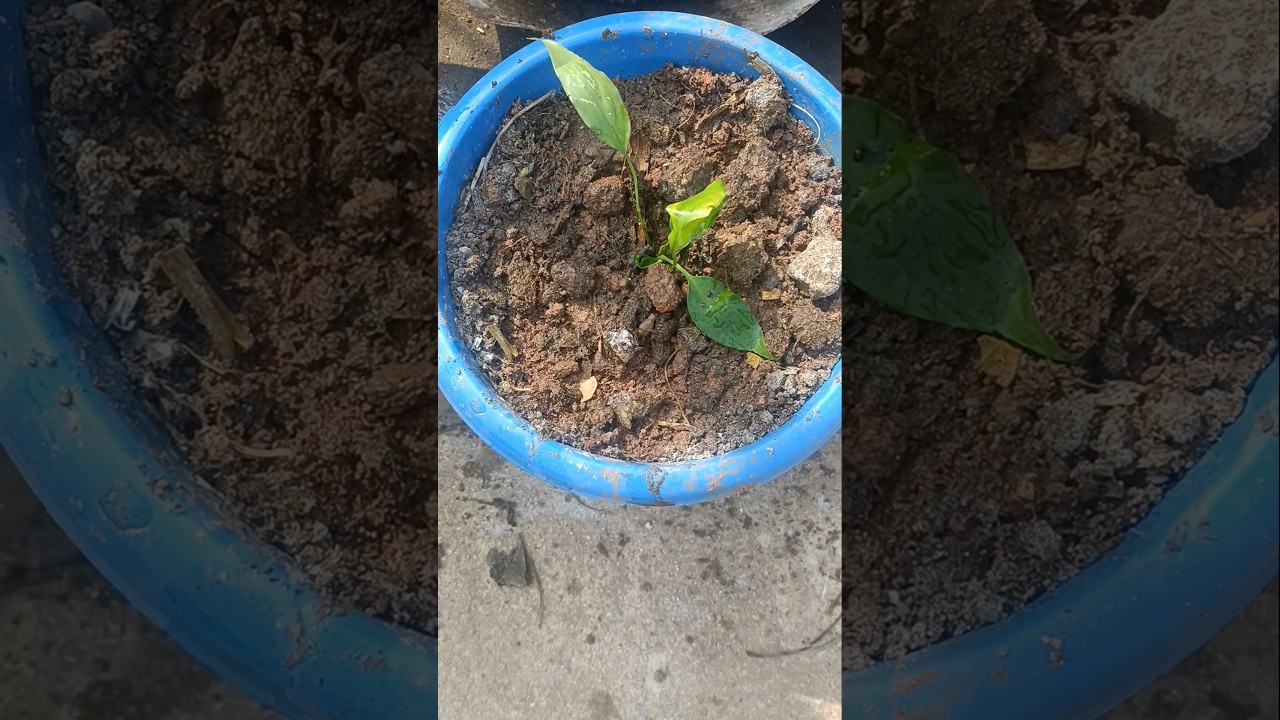 calalily flower plant online shopping 