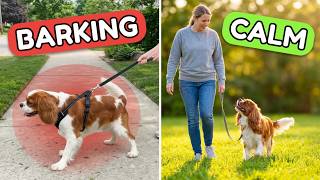 Cavalier Leash Reactivity: Stop Barking on Walks