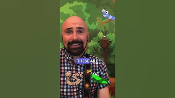 🦋 The Bug Song 🐝🐛🐜 | Mr. Simon Music