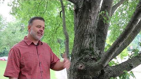 Silver maple (Acer saccharinum) - Plant Identification