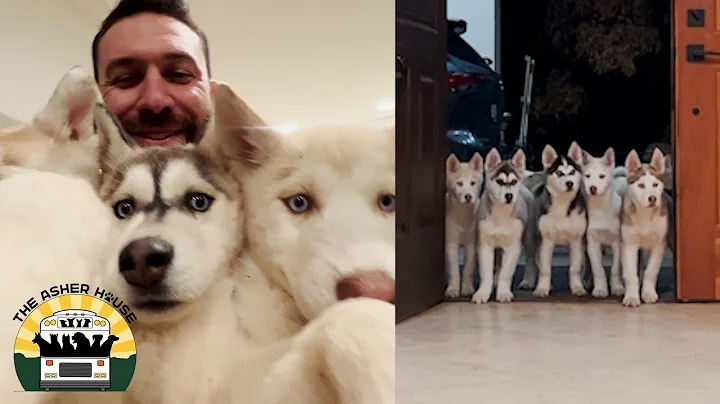 We took in EIGHT husky puppies from a hoarding sit...