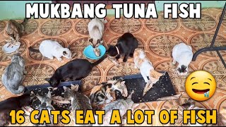 Cats Eating Delicious Tuna Fish Yum Yum