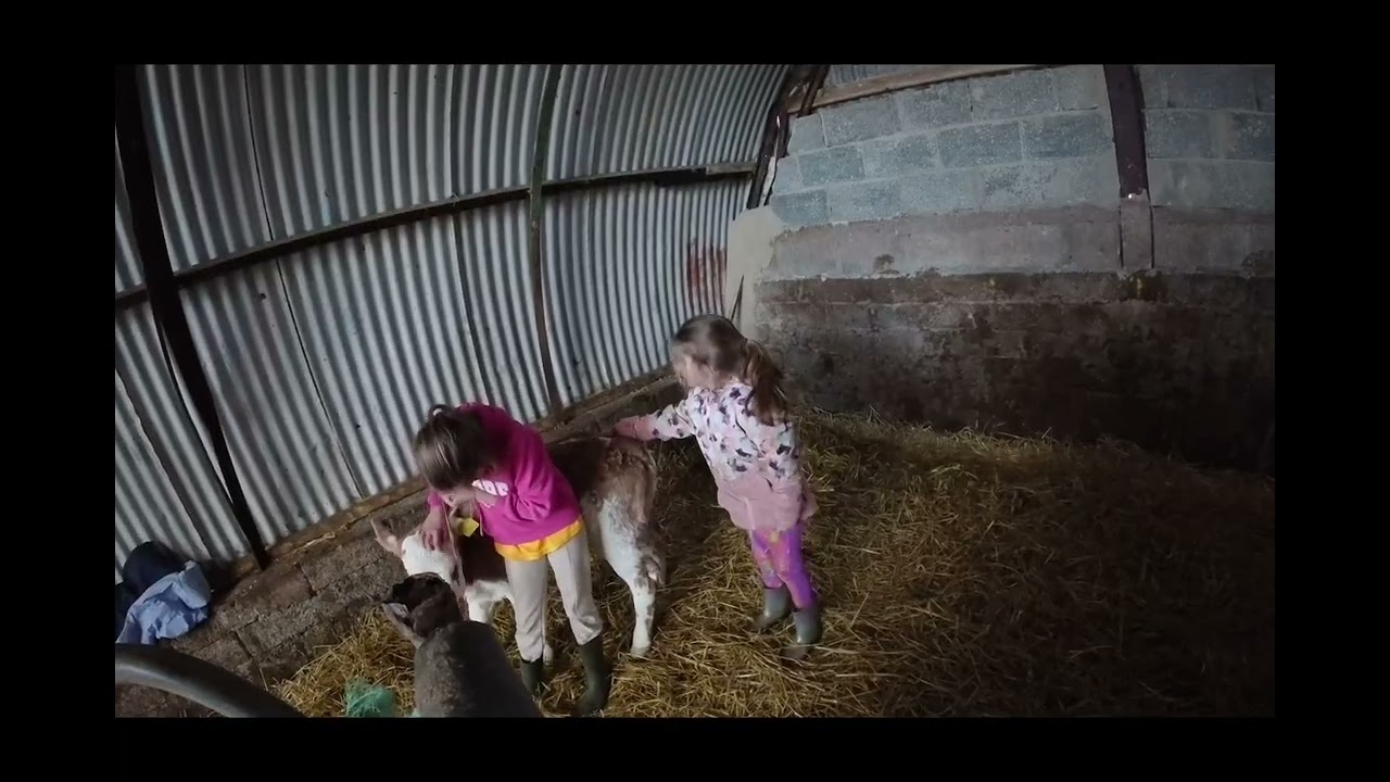 Kids training animals. Bees get revenge and daily life on the farm 