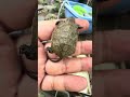 絶滅危惧種のニホンイシガメが自然繁殖