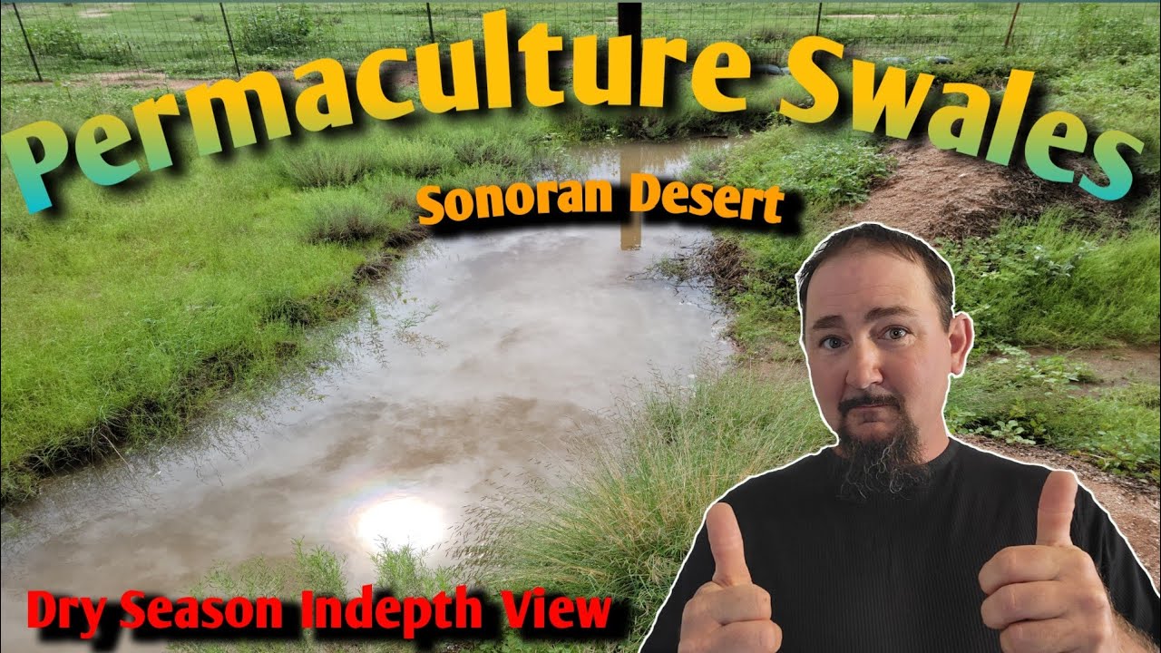 Massive Permaculture Swales-Sonoran Desert 7th Year - YouTube