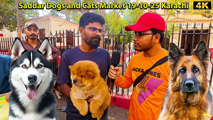 Watch the video about Dogs and Cat Market 19-10-25 Sadar Karachi German Shepherd Siberian Husky Dog Chow Dogs Breed